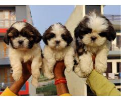 Shitzu puppies from Noida,utterpradesh. Breeder: fancypaws